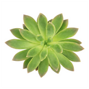 2 inch Echeveria 'Princess', green succulents, indoor succulents, succulent care guide, buy succulents online