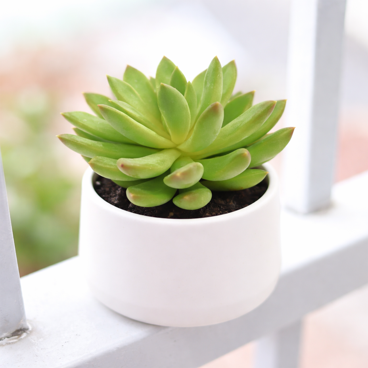 2 inch Echeveria 'Princess', green succulents, indoor succulents, succulent care guide, buy succulents online