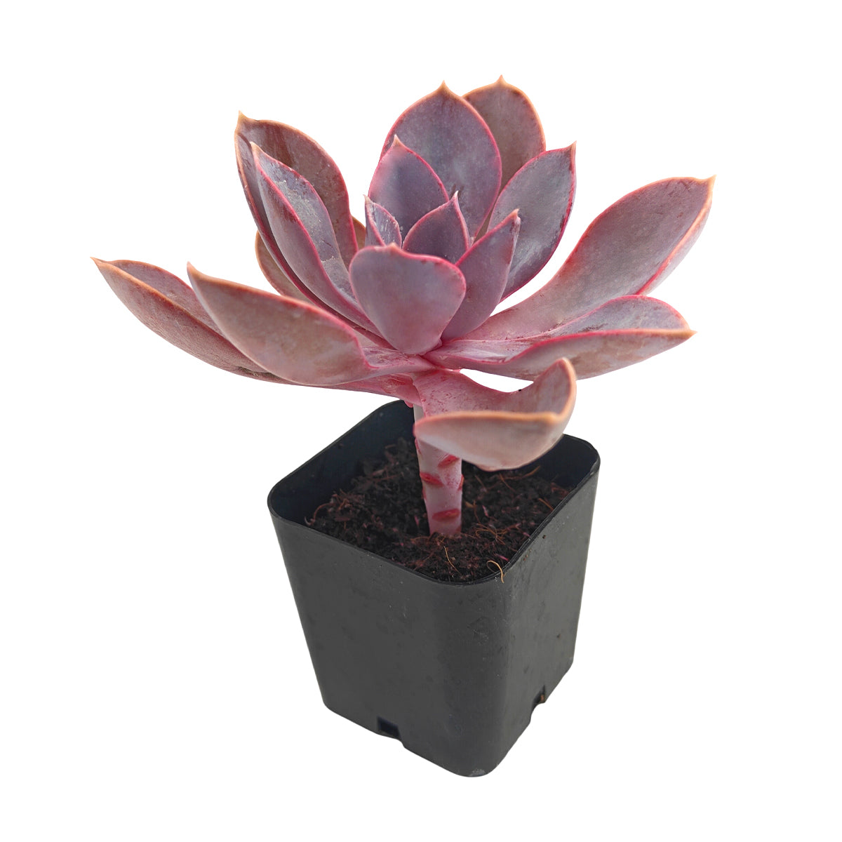 succulents for sale near me Echeveria Purple Pearl