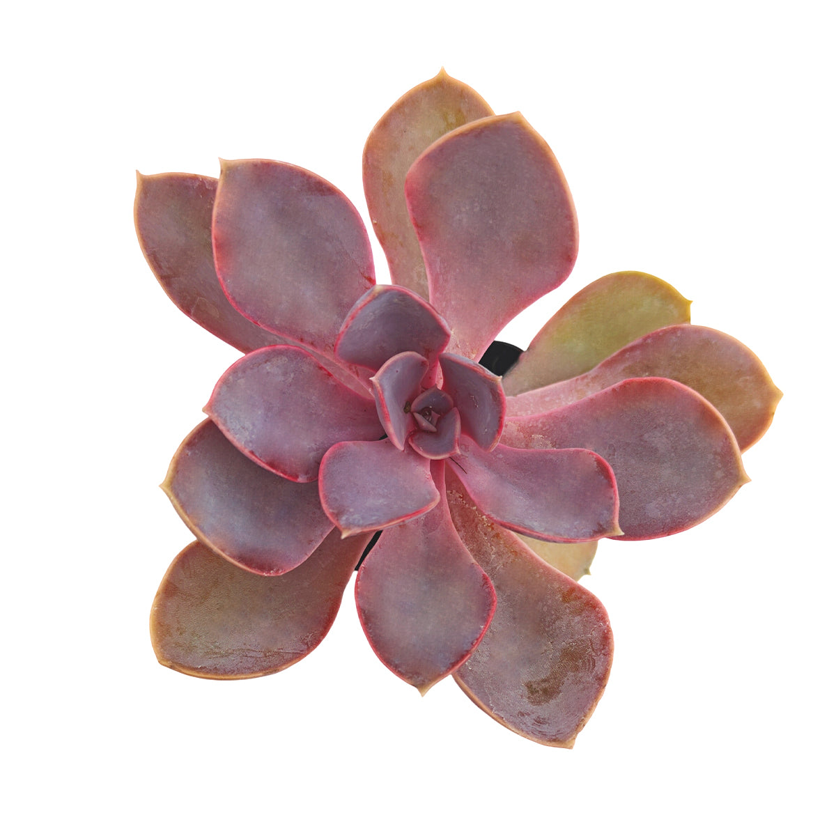 purple pearl succulent Echeveria Purple Pearl