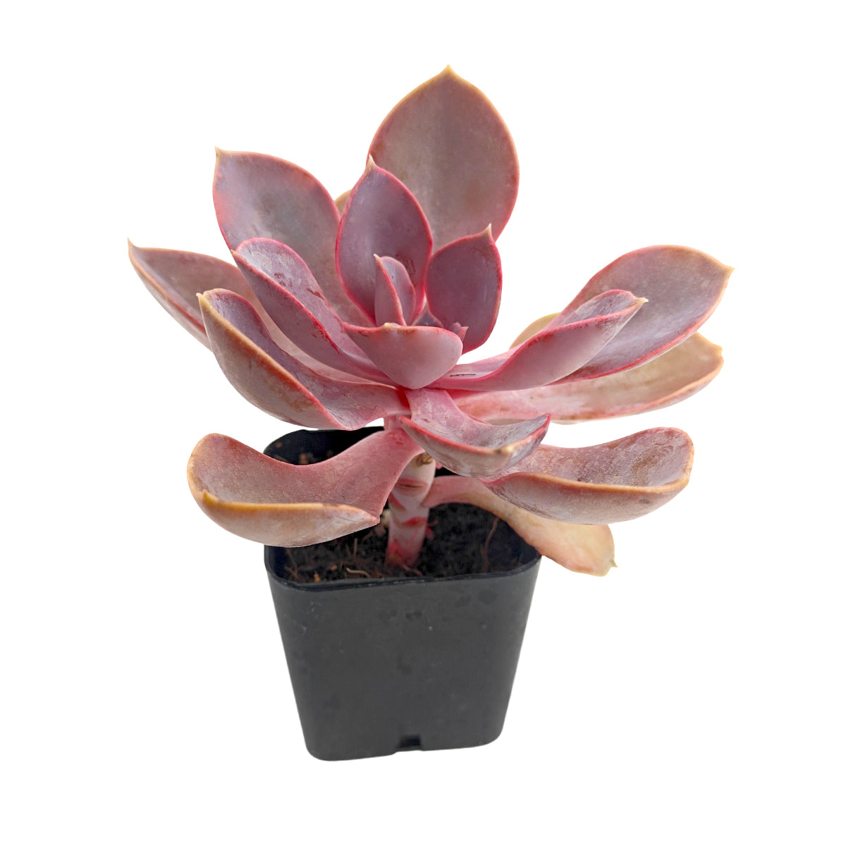 purple flower succulent plant Echeveria Purple Pearl