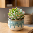 Buy an 8-pack of 4" live plants online. Choose eight plants of your choice to create a lush and diverse collection in 4" pots. Perfect for filling larger spaces, decorating your home or office, and growing your plant collection.