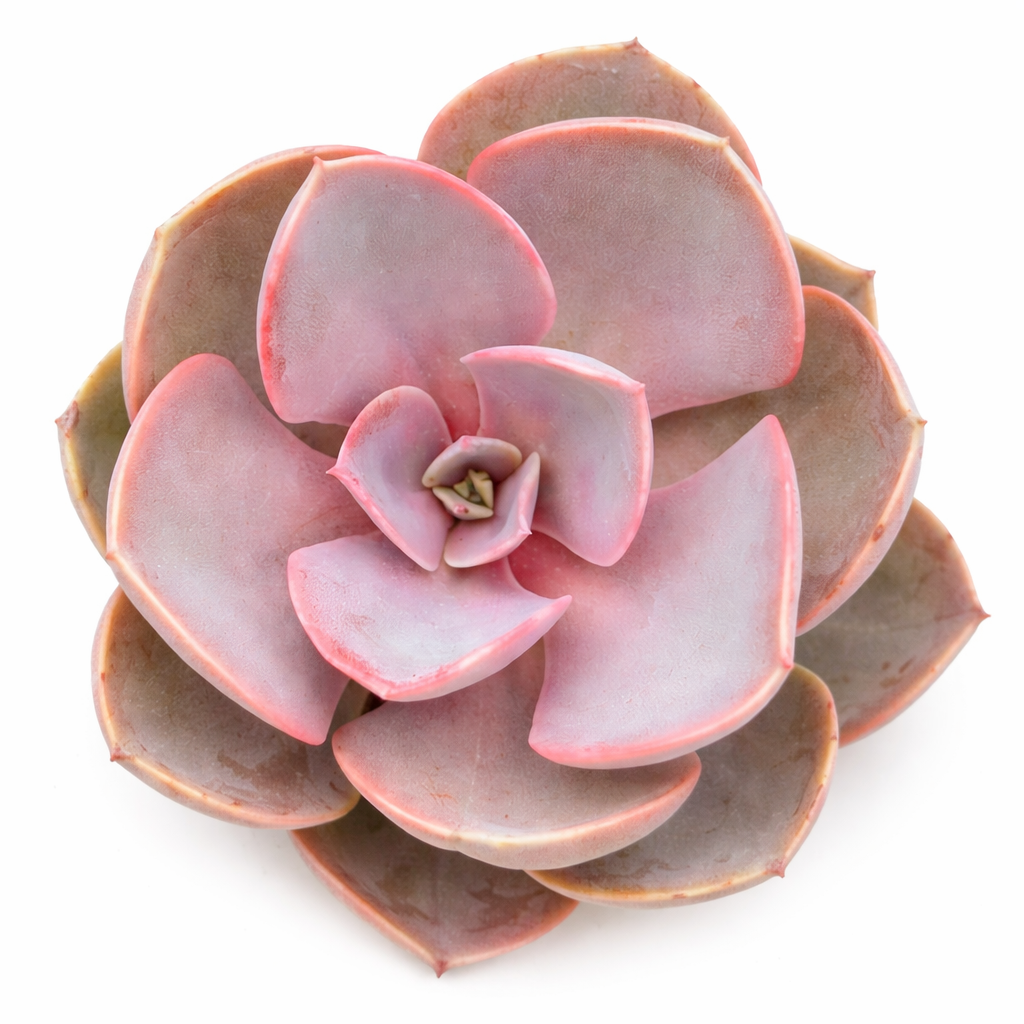 2 inch Echeveria Red Sky, pink succulents, indoor succulents, succulent care guide, buy succulents online