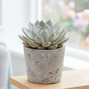 Buy an 8-pack of 4" live plants online. Choose eight plants of your choice to create a lush and diverse collection in 4" pots. Perfect for filling larger spaces, decorating your home or office, and growing your plant collection.