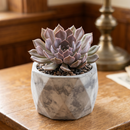 8-pack of 2" live plants for sale. Pick eight favorite plants and enjoy a variety of compact plants in 2" pots. Great for plant collections, gifting, decorating small spaces, and indoor gardening.