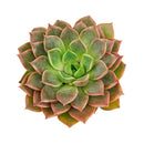 Echeveria 'Romance' succulent for sale online, green succulent, succulent gift ideas