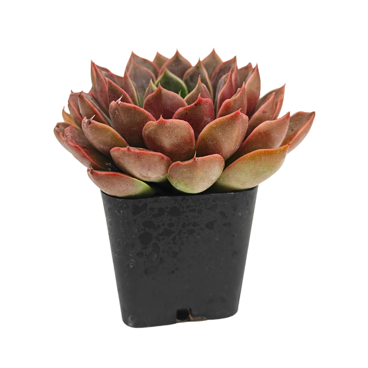 Echeveria 'Romance' for sale, how to grow succulents, succulent plant, succulent care tips, succulent subscription, succulents garden, Succulents, Succulents shop near me, Rare succulents
