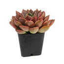 Echeveria 'Romance' succulent for sale online, green succulent, succulent gift ideas