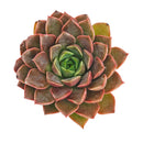 Echeveria 'Romance' succulent for sale online, green succulent, succulent gift ideas