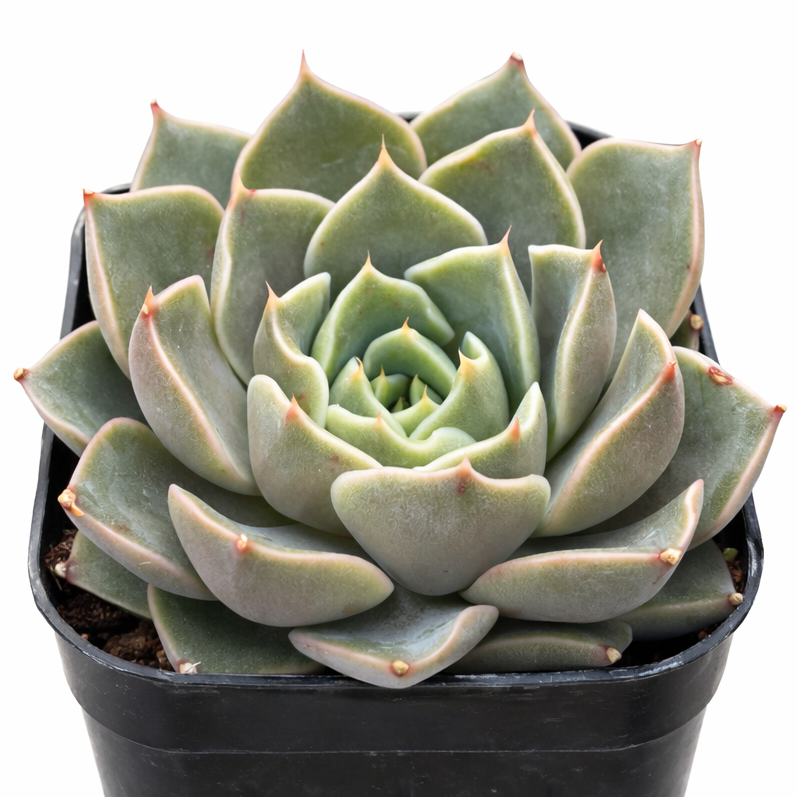Echeveria 'Romance' succulent for sale online, green succulent, succulent gift ideas
