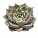 Echeveria 'Romance' succulent for sale online, green succulent, succulent gift ideas