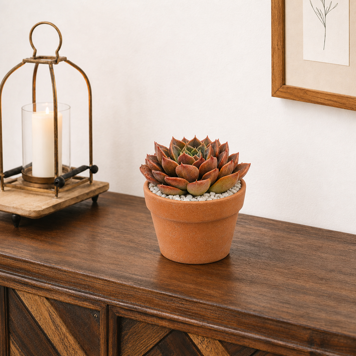 Echeveria 'Romance' succulent for sale online, green succulent, succulent gift ideas