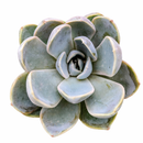 Echeveria 'Rosetta Nege' in California, How to grow Echeveria 'Rosetta Nege', rare succulents, rare succulents for sale, unique succulents