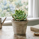 8-pack of 2" live plants for sale. Pick eight favorite plants and enjoy a variety of compact plants in 2" pots. Great for plant collections, gifting, decorating small spaces, and indoor gardening.