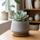 Echeveria 'Rosetta Nege' in California, How to grow Echeveria 'Rosetta Nege', rare succulents, rare succulents for sale, unique succulents