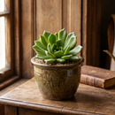 Echeveria ‘Rosetta Olive’, 2 inch live succulents, Echeveria ‘Rosetta Olive’ for sale, buy Echeveria ‘Rosetta Olive’ online