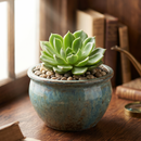 8-pack of 2" live plants for sale. Pick eight favorite plants and enjoy a variety of compact plants in 2" pots. Great for plant collections, gifting, decorating small spaces, and indoor gardening.