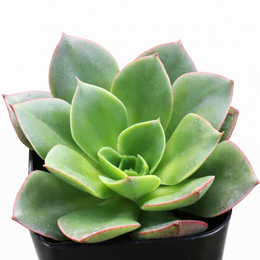 Echeveria 'Salsa Verde' in California, How to grow Echeveria 'Salsa Verde', rare succulents, rare succulents for sale, unique succulents