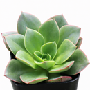 Echeveria 'Salsa Verde' in California, How to grow Echeveria 'Salsa Verde', rare succulents, rare succulents for sale, unique succulents