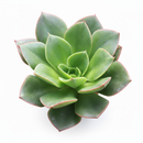 Echeveria 'Salsa Verde' in California, How to grow Echeveria 'Salsa Verde', rare succulents, rare succulents for sale, unique succulents