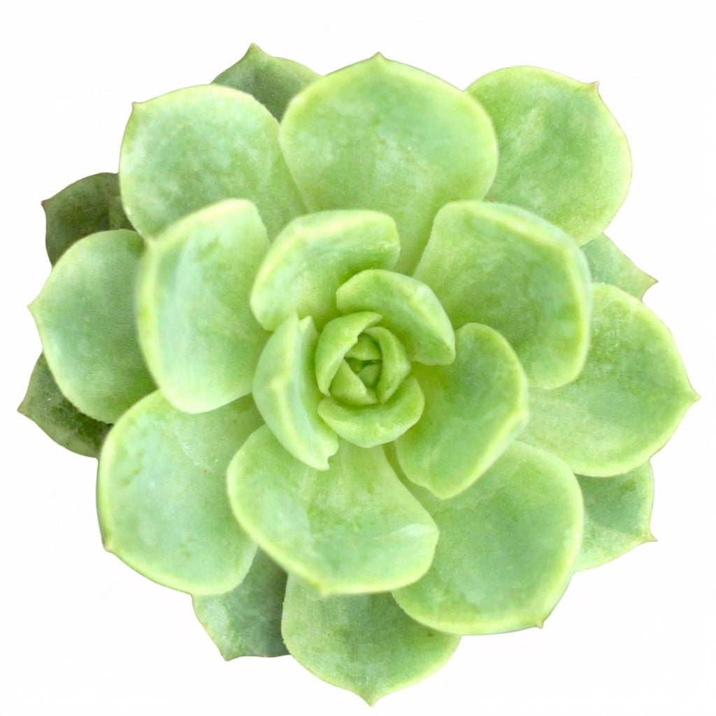 2 inch Echeveria 'Seaglass', green succulents, indoor succulents, succulent care guide, buy succulents online