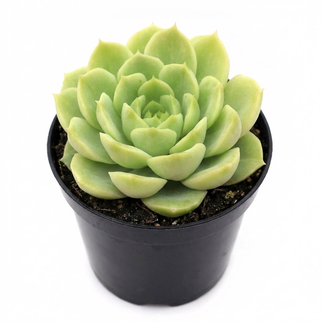 2 inch Echeveria 'Seaglass' in plastic pot, green succulents, indoor succulents, succulent care guide, buy succulents online