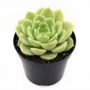 2 inch Echeveria 'Seaglass' in plastic pot, green succulents, indoor succulents, succulent care guide, buy succulents online