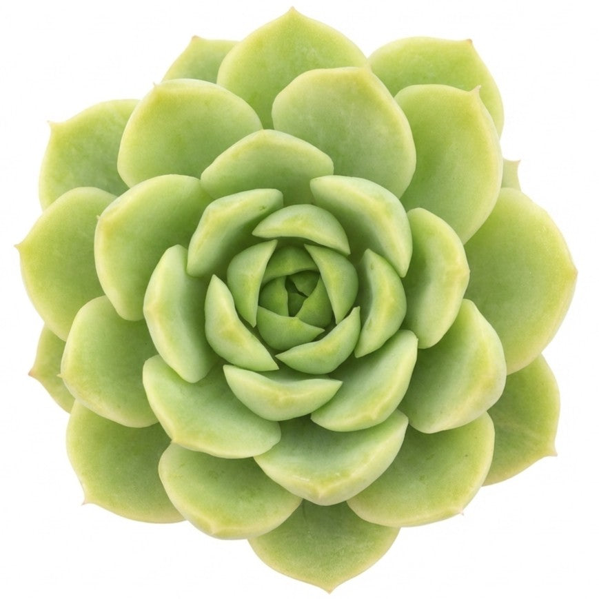 Close-up of an Echeveria 'Seaglass', green succulents, indoor succulents, succulent care guide, buy succulents online