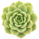 2 inch Echeveria 'Seaglass' in plastic pot, green succulents, indoor succulents, succulent care guide, buy succulents online
