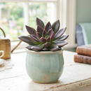 Custom plant pot with personalized image, personalized flower pot with live plant, custom photo plant pot, personalized planter with plant of your choice, custom printed ceramic planter, personalized succulent pot, custom image flower pot gift, custom photo planter for houseplants