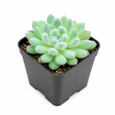 2 inch Echeveria Setosa var. Deminuta for sale. Echeveria Setosa var. Deminuta is admired for its velvety foliage and neatly formed rosettes that add texture to any succulent display. It grows best in bright sunlight with fast-draining soil and occasional watering. This low-maintenance plant is ideal for beginners and collectors alike.