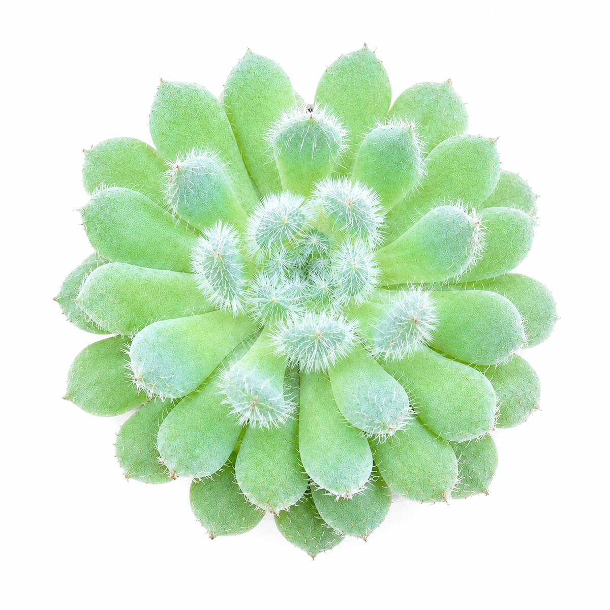 Buy Echeveria Setosa var. Deminuta 2 inch online. This unique succulent features soft, fuzzy leaves arranged in compact rosettes that create an eye-catching look. It prefers bright light, excellent drainage, and infrequent watering to stay healthy. A wonderful addition to homes, offices, and succulent collections.
