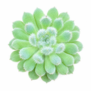 2 inch Echeveria Setosa var. Deminuta for sale. Echeveria Setosa var. Deminuta is admired for its velvety foliage and neatly formed rosettes that add texture to any succulent display. It grows best in bright sunlight with fast-draining soil and occasional watering. This low-maintenance plant is ideal for beginners and collectors alike.