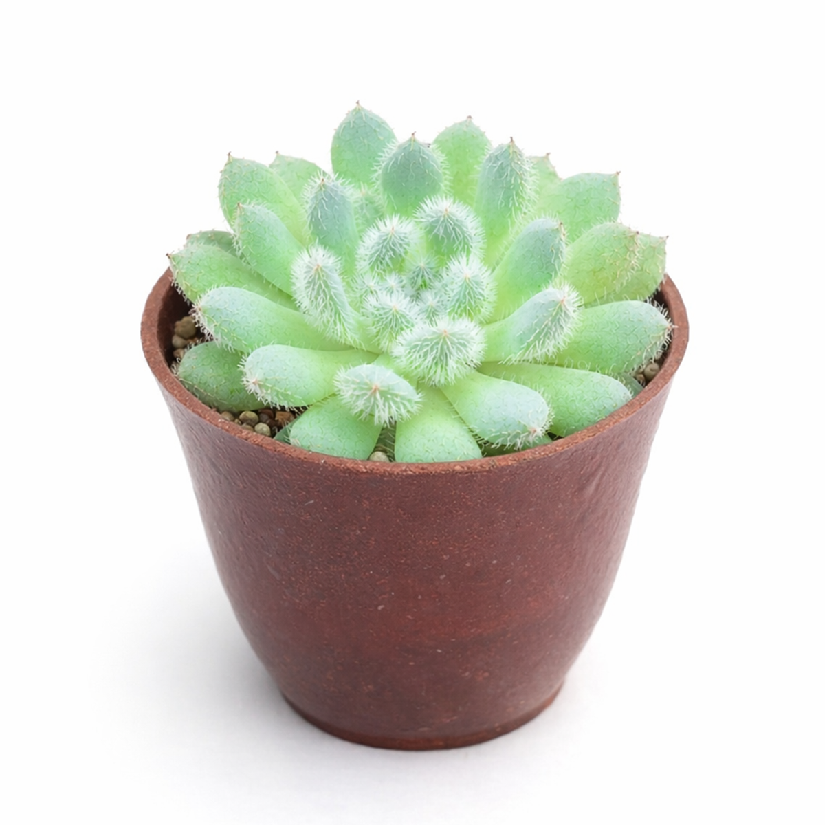 Buy Echeveria Setosa var. Deminuta 2 inch online. Echeveria Setosa var. Deminuta produces beautiful fuzzy rosettes that bring unique texture and character to any succulent arrangement. It thrives with bright light, well-draining soil, and minimal watering. This hardy succulent is an excellent choice for plant lovers of all experience levels.