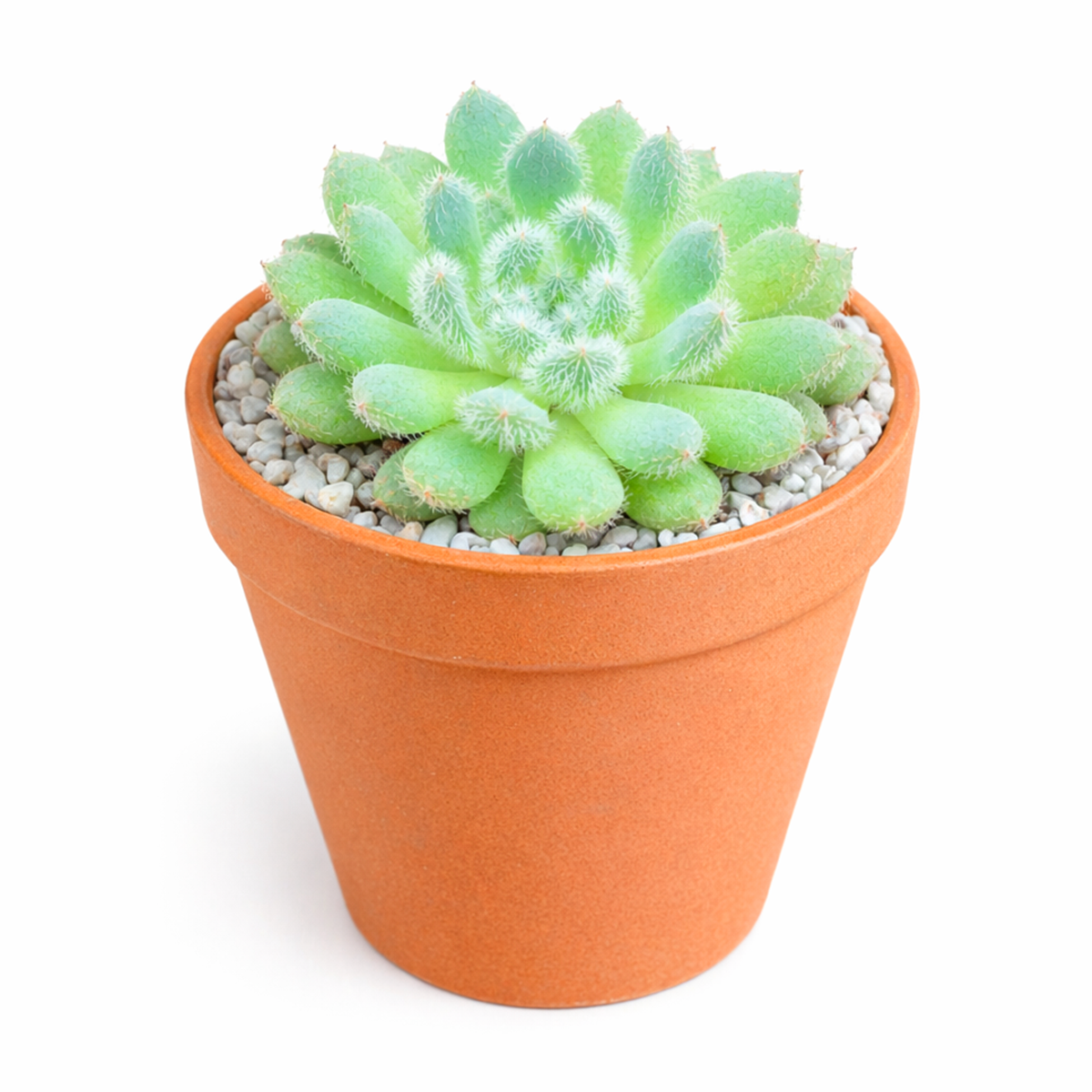 2 inch Echeveria Setosa var. Deminuta for sale. Echeveria Setosa var. Deminuta is a drought-tolerant succulent with soft, hair-covered leaves and a compact growth habit. It grows well in sunny locations and requires only occasional watering. This easy-care plant makes a beautiful addition to indoor succulent collections.