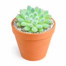 2 inch Echeveria Setosa var. Deminuta for sale. Echeveria Setosa var. Deminuta is admired for its velvety foliage and neatly formed rosettes that add texture to any succulent display. It grows best in bright sunlight with fast-draining soil and occasional watering. This low-maintenance plant is ideal for beginners and collectors alike.