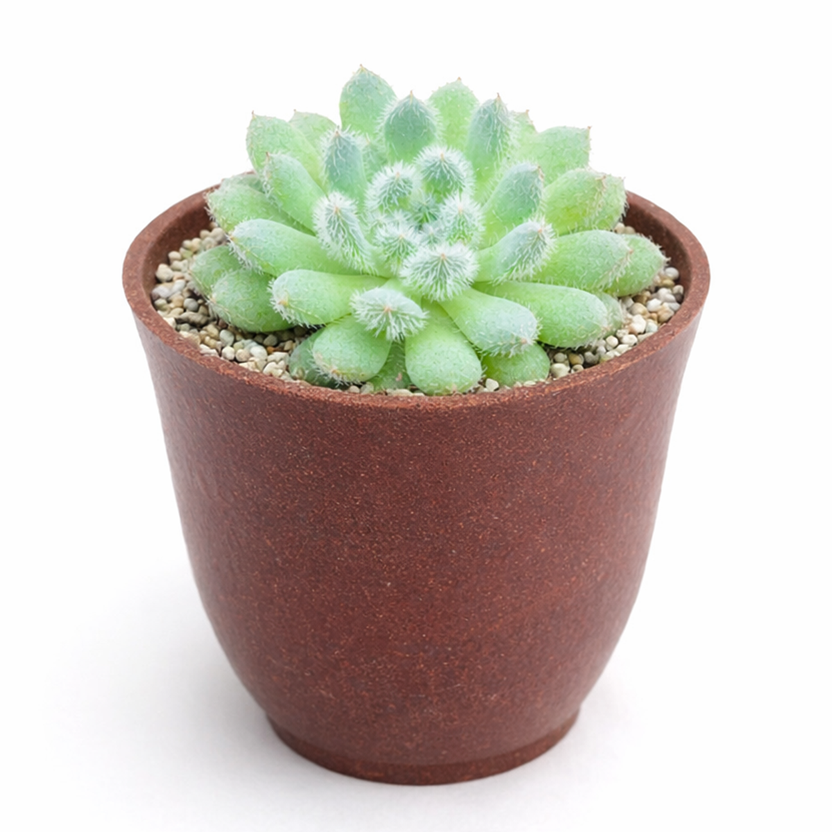 Buy Echeveria Setosa var. Deminuta 2 inch online. This distinctive succulent is known for its fuzzy foliage and perfectly shaped rosettes that stand out in any plant display. It enjoys bright light, fast-draining soil, and minimal care to maintain healthy growth. It is ideal for homes, offices, and succulent enthusiasts.