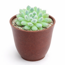 2 inch Echeveria Setosa var. Deminuta for sale. Echeveria Setosa var. Deminuta is admired for its velvety foliage and neatly formed rosettes that add texture to any succulent display. It grows best in bright sunlight with fast-draining soil and occasional watering. This low-maintenance plant is ideal for beginners and collectors alike.