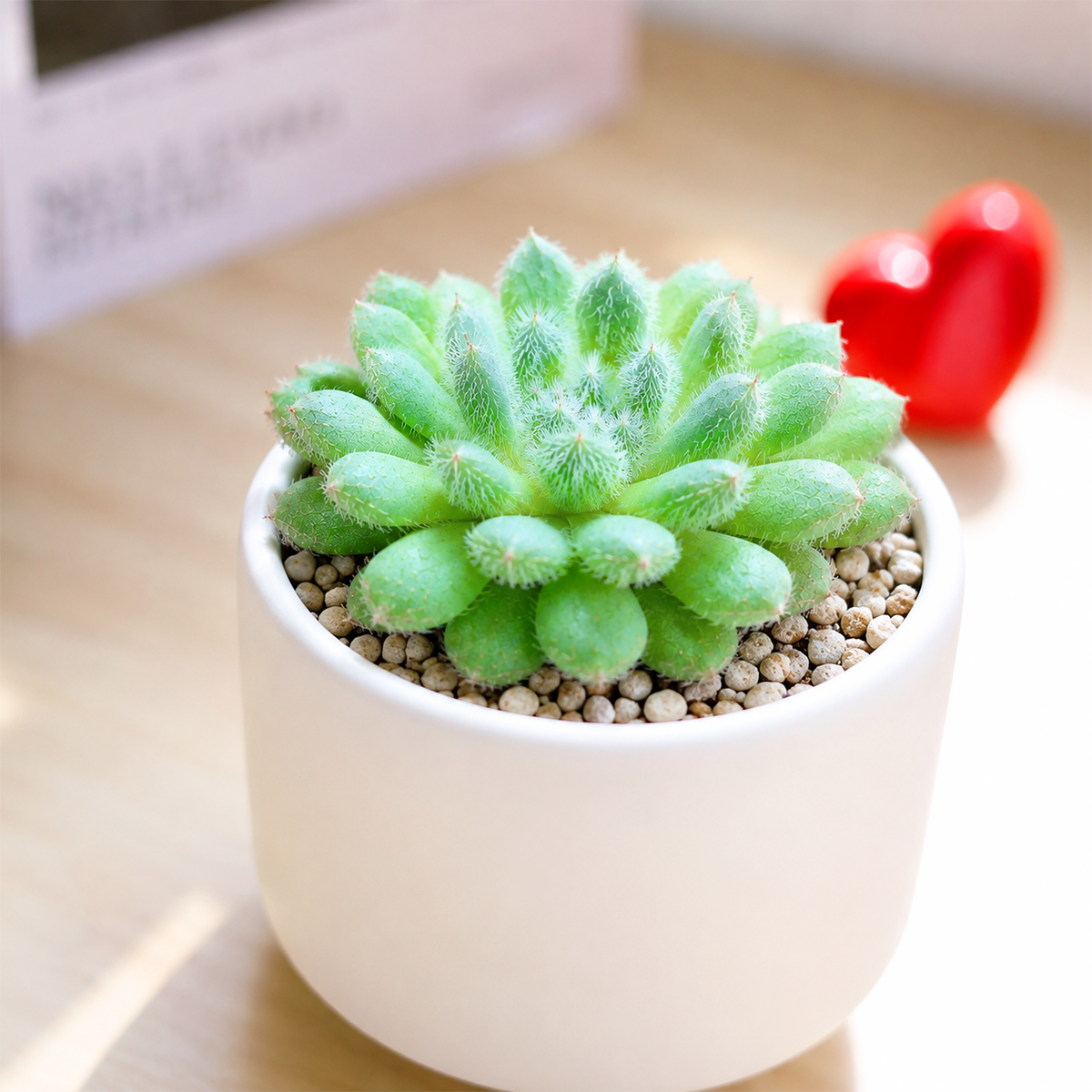 Buy Echeveria Setosa var. Deminuta 2 inch online. Echeveria Setosa var. Deminuta is a charming succulent with compact rosettes covered in soft white hairs that give it a fuzzy appearance. It thrives in bright light and well-draining soil with minimal watering. This easy-care succulent is perfect for windowsills, succulent gardens, and indoor collections.
