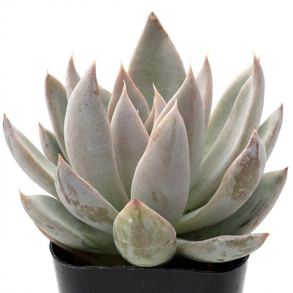 2 inch Echeveria 'Silver Shine' in a black pot, green succulents, indoor succulents, succulent care guide, buy succulents online