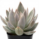 Close-up of an Echeveria 'Silver Shine', green succulents, indoor succulents, succulent care guide, buy succulents online