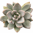 Close-up of an Echeveria 'Silver Shine', green succulents, indoor succulents, succulent care guide, buy succulents online