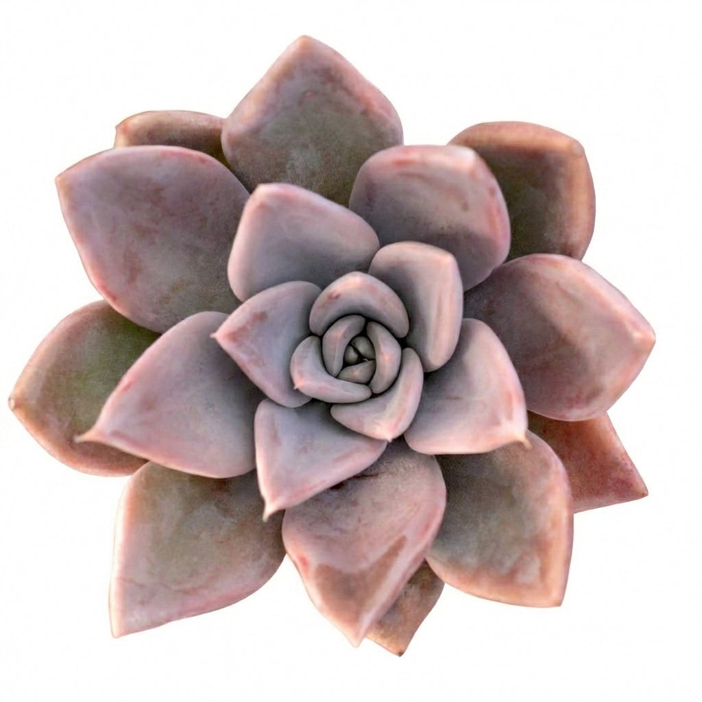 Close-up of an Echeveria 'Silver Shine', green succulents, indoor succulents, succulent care guide, buy succulents online
