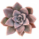 Close-up of an Echeveria 'Silver Shine', green succulents, indoor succulents, succulent care guide, buy succulents online
