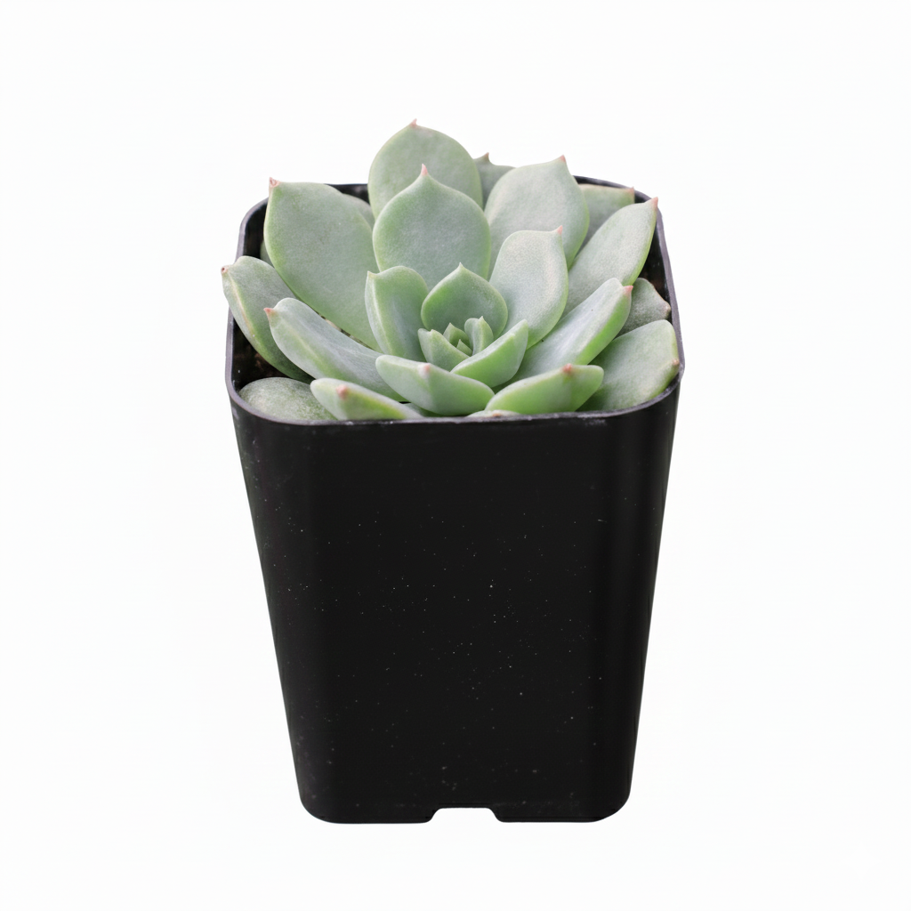 2 inch Echeveria Sofia in black plastic pot, indoor succulents for sale, small decor plants for tabletop