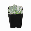 2 inch Echeveria Sofia in black plastic pot, indoor succulents for sale, small decor plants for tabletop