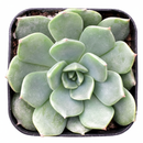 2 inch Echeveria Sofia in black plastic pot, indoor succulents for sale, small decor plants for tabletop
