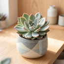 8-pack of 2" live plants for sale. Pick eight favorite plants and enjoy a variety of compact plants in 2" pots. Great for plant collections, gifting, decorating small spaces, and indoor gardening.