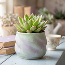 8-pack of 2" live plants for sale. Pick eight favorite plants and enjoy a variety of compact plants in 2" pots. Great for plant collections, gifting, decorating small spaces, and indoor gardening.