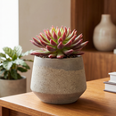Custom plant pot with personalized image, personalized flower pot with live plant, custom photo plant pot, personalized planter with plant of your choice, custom printed ceramic planter, personalized succulent pot, custom image flower pot gift, custom photo planter for houseplants